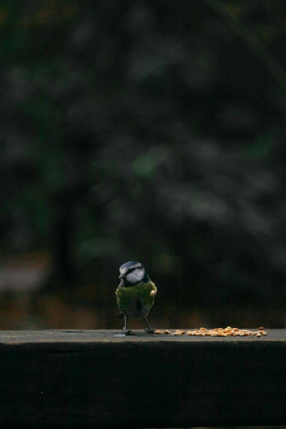 Wildlife Photography